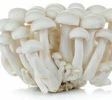 Beech Mushroom