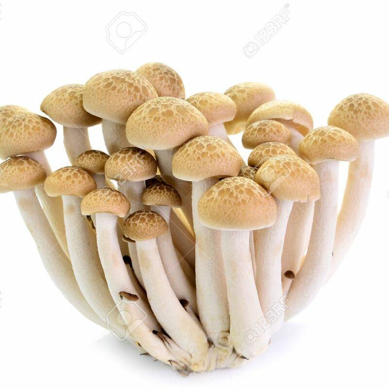 Tea Plant Mushroom