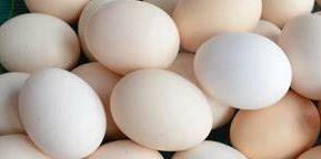 Raw Egg