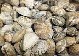 White Clam