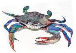 Blue Crab