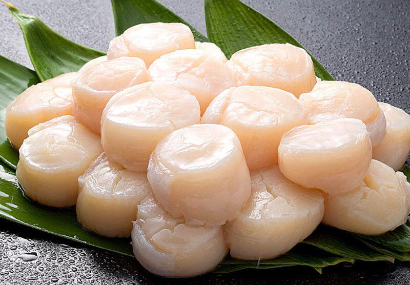 Japanese Scallop