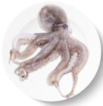 Octopus