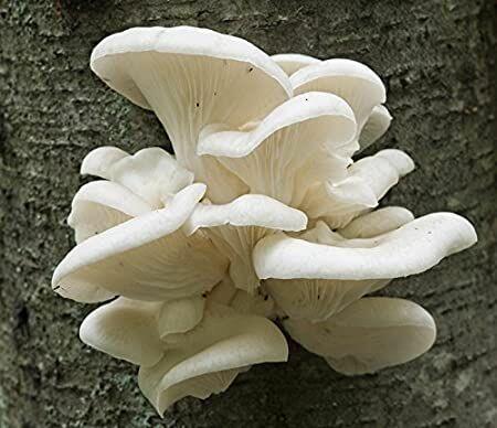 King Oyster Mushroom